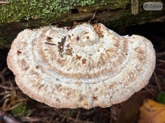 Calcipostia guttulata